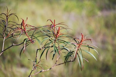Stillingia aquatica, photographed by Fives