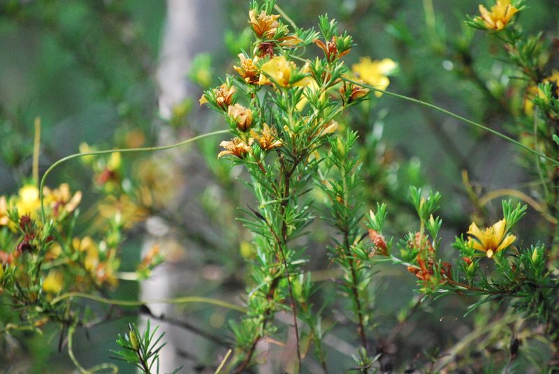 Hypericum limosum, photographed by Fives