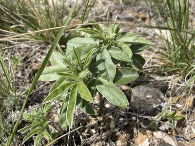 Pediomelum esculentum, photographed by Caleb Catto