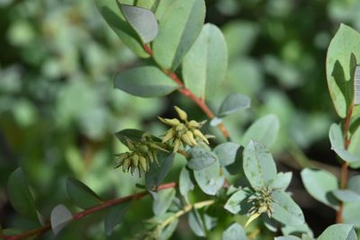 Salix myrtilloides, photographed by Марина Садыкова