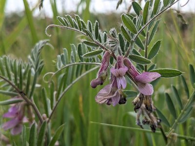 Vicia pannonica, photographed by Zoltán Stekkelpak