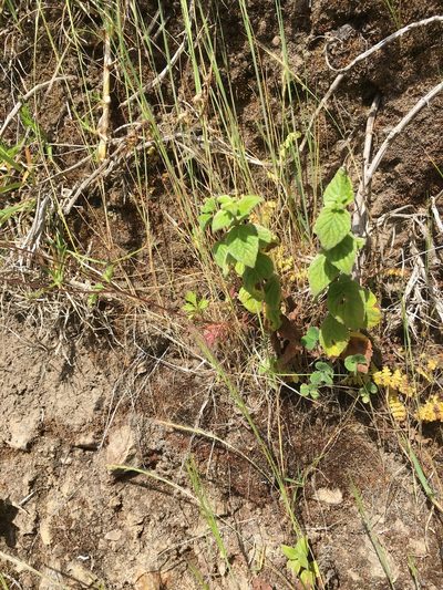 Minthostachys mollis, photographed by David Parra Puente