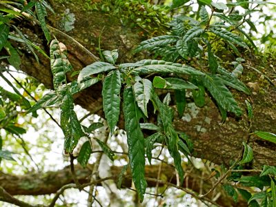 Quercus tatakaensis, photographed by Jacy Chen