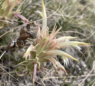 Castilleja sessiliflora, photographed by Caleb Catto