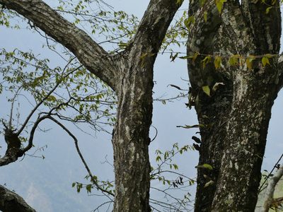 Carpinus kawakamii, photographed by Jacy Chen