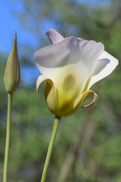 Calochortus syntrophus, photographed by Trevor Van Loon