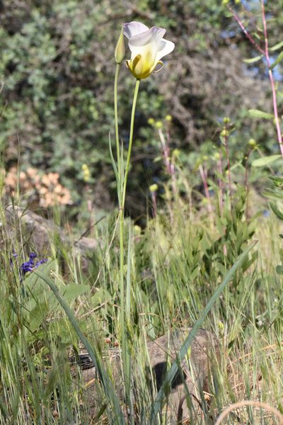 Calochortus syntrophus, photographed by Trevor Van Loon