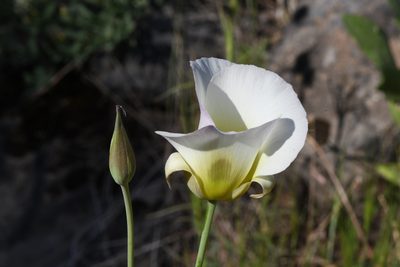 Calochortus syntrophus, photographed by Trevor Van Loon