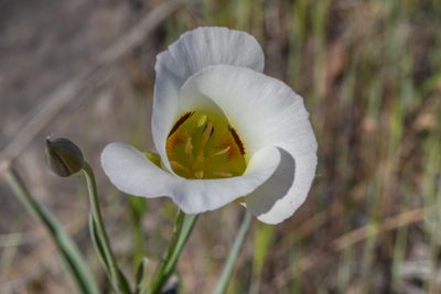 Calochortus syntrophus, photographed by Trevor Van Loon