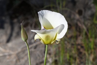 Calochortus syntrophus, photographed by Trevor Van Loon