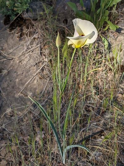Calochortus syntrophus, photographed by Trevor Van Loon