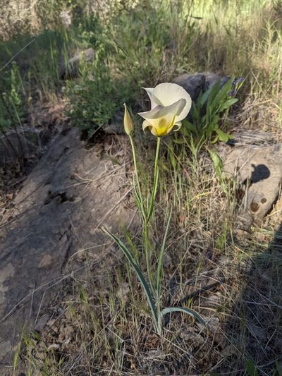 Calochortus syntrophus, photographed by Trevor Van Loon