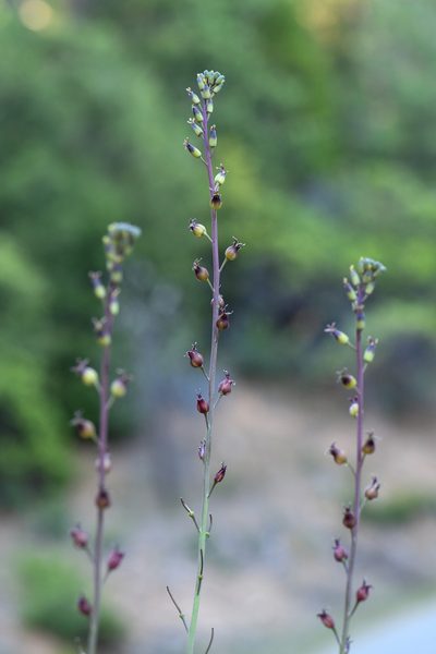 Streptanthus longisiliquus, photographed by Trevor Van Loon