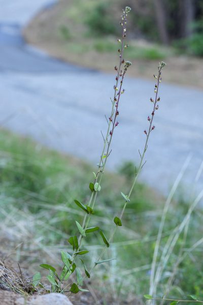 Streptanthus longisiliquus, photographed by Trevor Van Loon