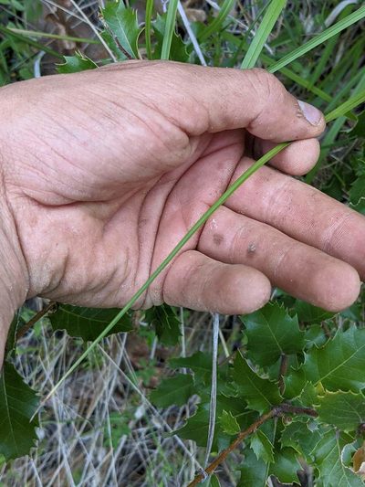 Carex fracta, photographed by Trevor Van Loon