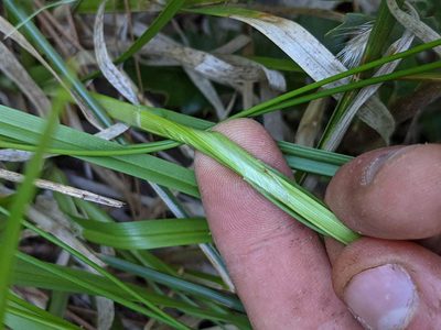 Carex fracta, photographed by Trevor Van Loon