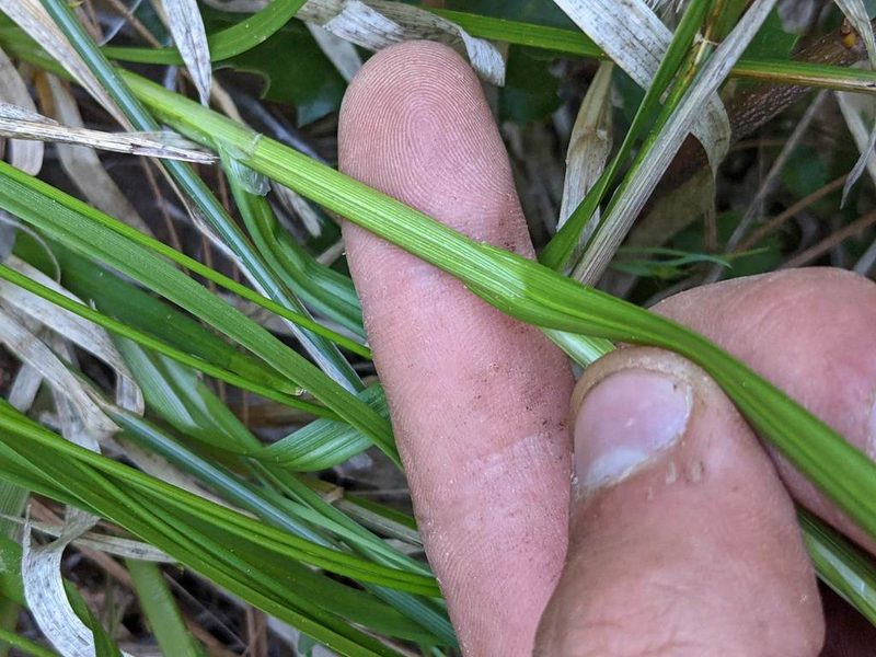 Carex fracta, photographed by Trevor Van Loon