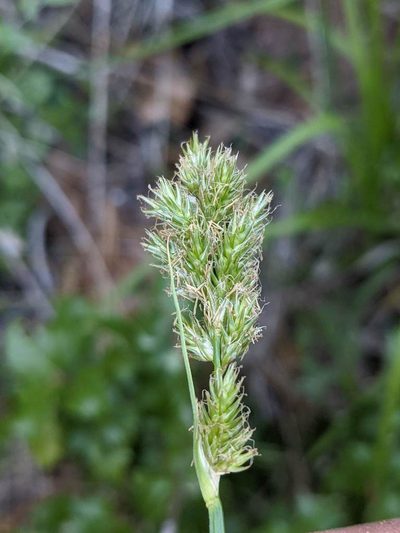 Carex fracta, photographed by Trevor Van Loon