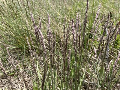 Poa secunda, photographed by Caleb Catto