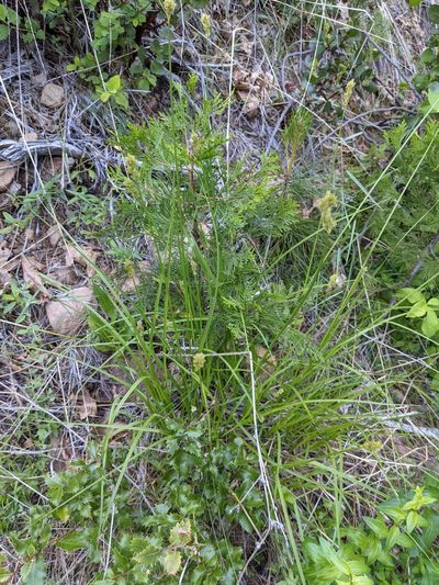 Carex fracta, photographed by Trevor Van Loon