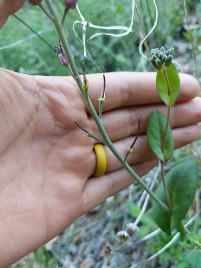 Streptanthus longisiliquus, photographed by Trevor Van Loon