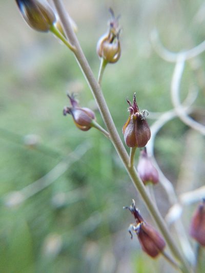 Streptanthus longisiliquus, photographed by Trevor Van Loon