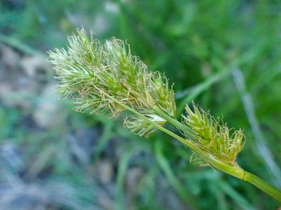 Carex fracta, photographed by Trevor Van Loon