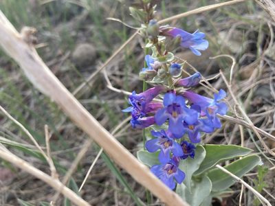 Penstemon nitidus, photographed by Caleb Catto