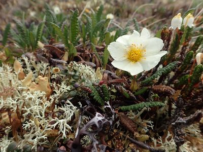 Dryas alaskensis, photographed by Allan Harris