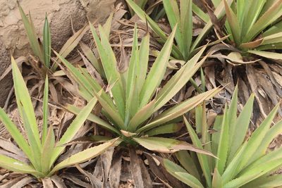 Agave angustifolia, photographed by Viken
