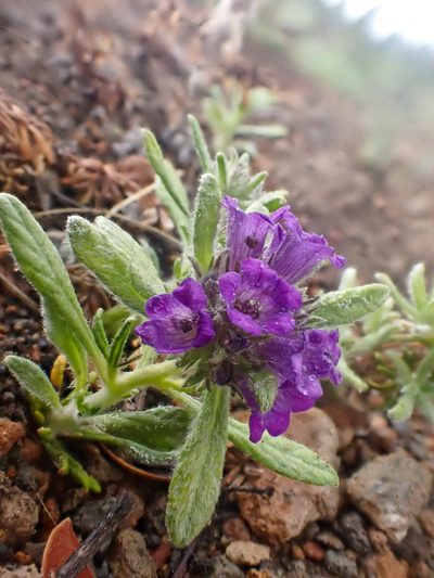 Nama lobbii, photographed by Trevor Van Loon