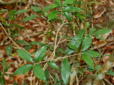 Osmanthus enervius, photographed by Jacy Chen