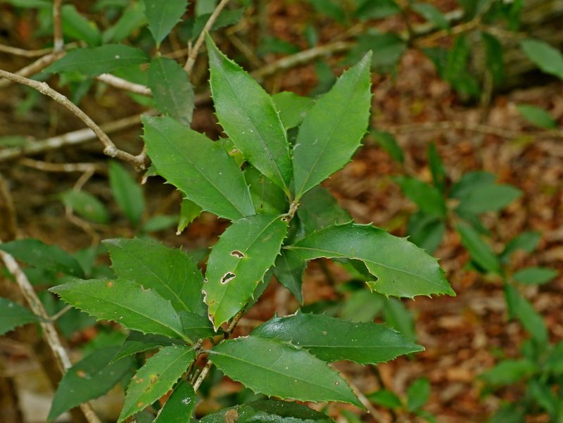 Osmanthus enervius, photographed by Jacy Chen