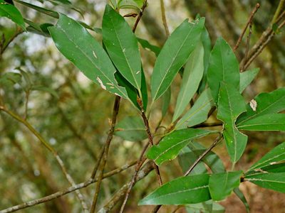 Quercus pachyloma, photographed by Jacy Chen