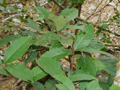 Litsea akoensis, photographed by Jacy Chen