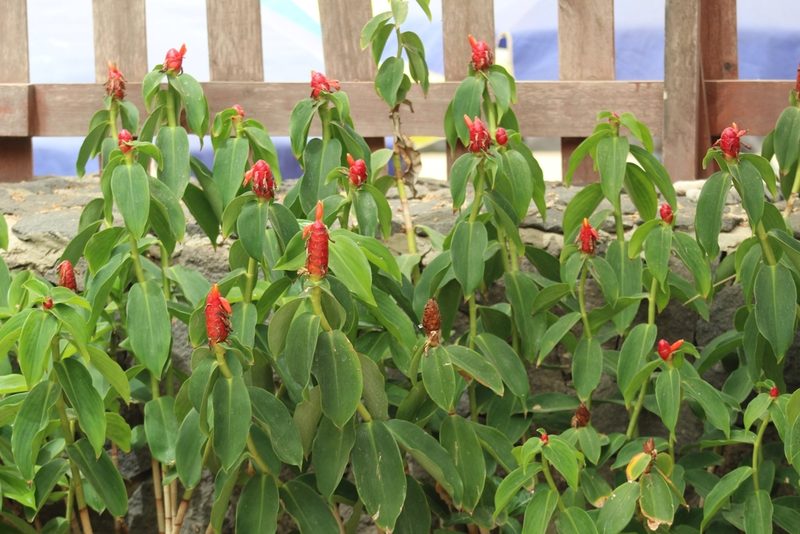 Costus woodsonii, photographed by Viken