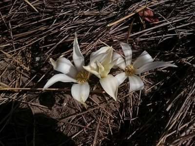 Gethyllis ciliaris, photographed by Henry de Lange