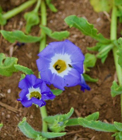 Nolana acuminata, photographed by Ben Lyle Bedard