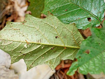 Solanum peikuoense, photographed by Jacy Chen