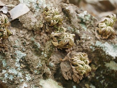 Selaginella tamariscina, photographed by Jacy Chen