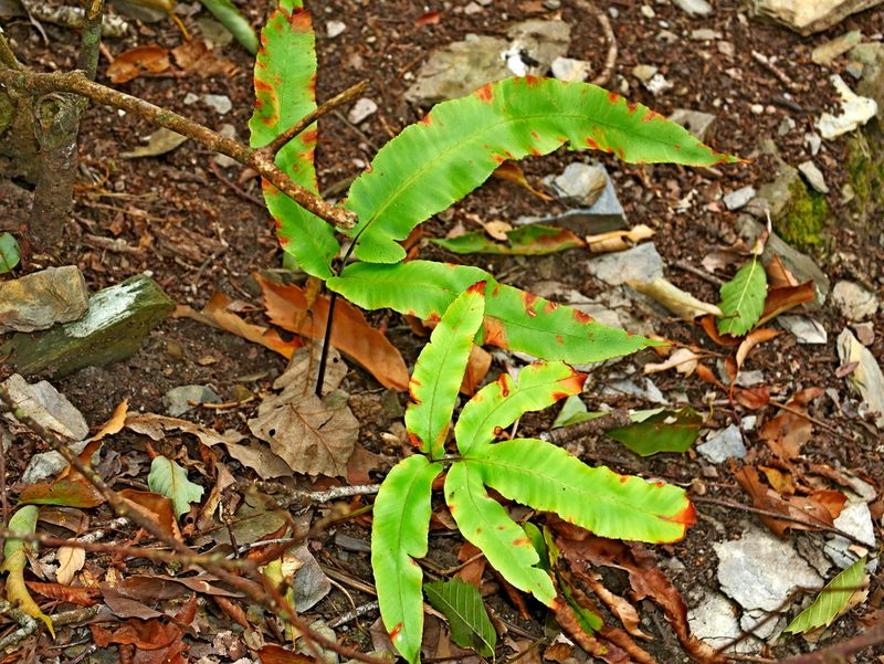 Dryopteris enneaphylla, photographed by Jacy Chen