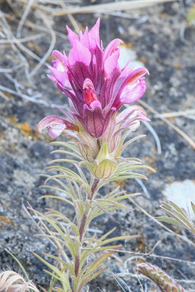 Orthocarpus pachystachyus, photographed by Trevor Van Loon