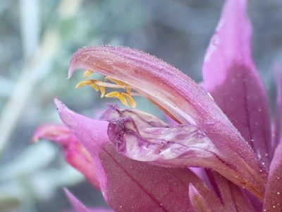 Orthocarpus pachystachyus, photographed by Trevor Van Loon