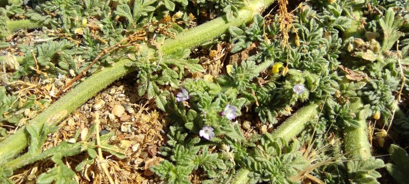Verbena supina, photographed by Santiago Martín-Bravo