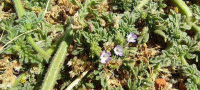 Verbena supina, photographed by Santiago Martín-Bravo
