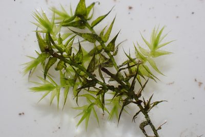 Leptodictyum riparium, photographed by Maria