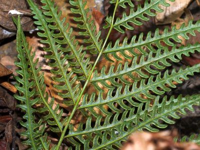 Pteris biaurita, photographed by Jacy Chen