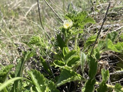 Drymocallis arguta, photographed by Caleb Catto