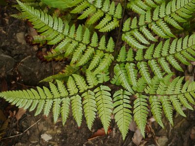 Dryopteris sordidipes, photographed by Jacy Chen