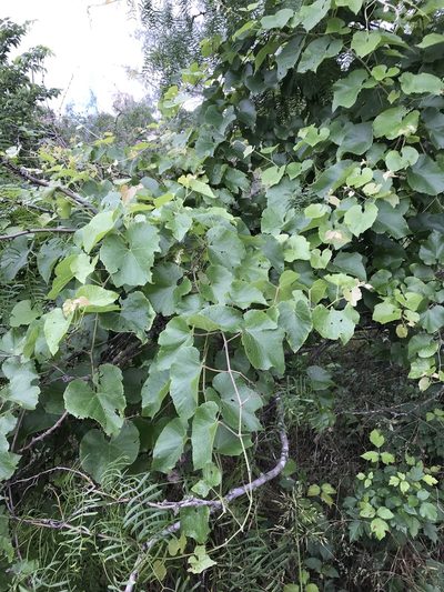 Vitis berlandieri, photographed by lanechaffin